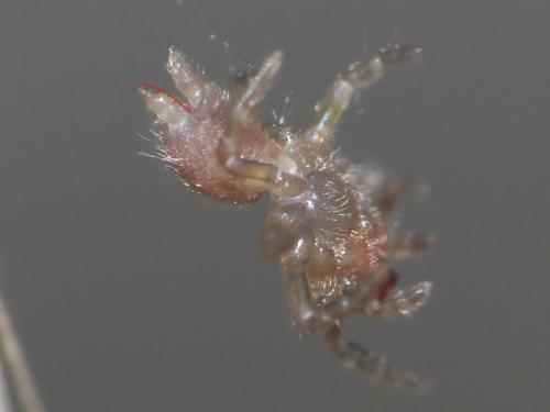 Atypus sp.